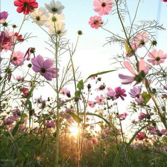 🐕🐻Help Rescue Animals🐬🐖🐑 #STOPAnimalCruelty💔 - Picture 13 of 16